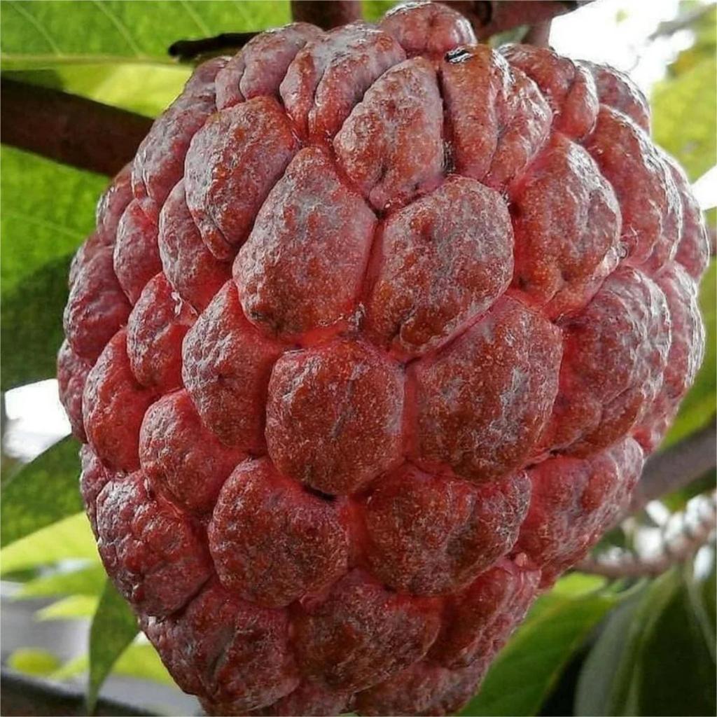 Bibit Buah Srikaya Merah Super