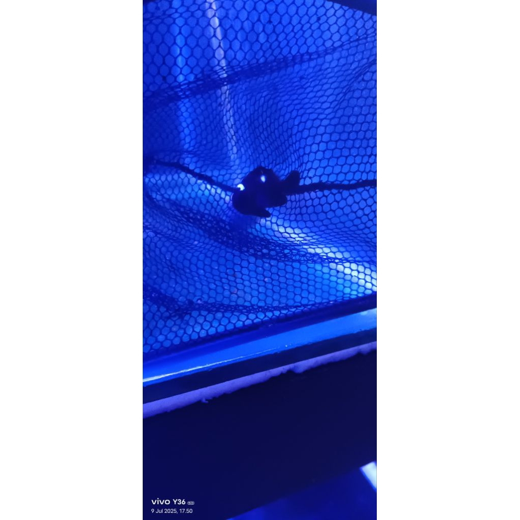 ikan hias air laut betok dakocan