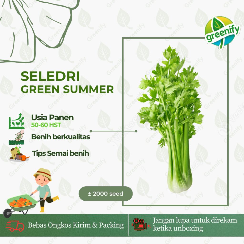 2000 BIJI - BENIH SELEDRI GREEN SUMMER BERKUALITAS F1