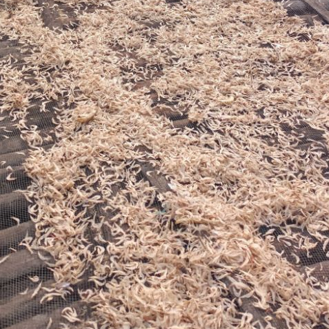 

UDANG ASIN REBUS MURAH SUPER 1KG