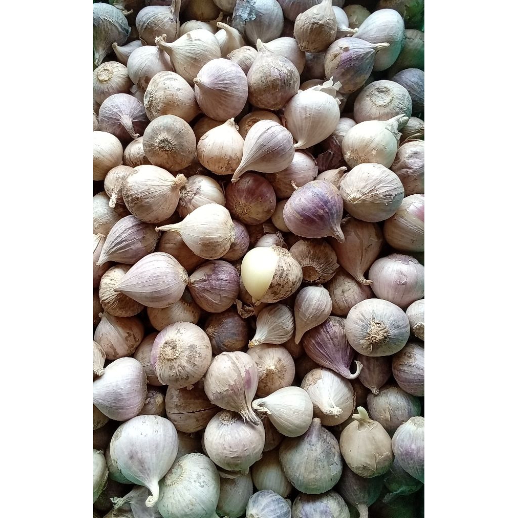 

bawang tunggal bawang lanang 100 g bumbu rempah jogja
