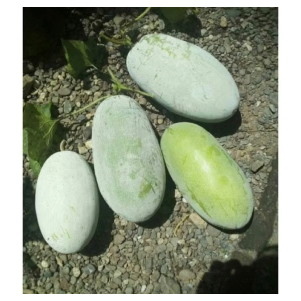 

buah kundur/beligo harga per 2,1-2,5kg