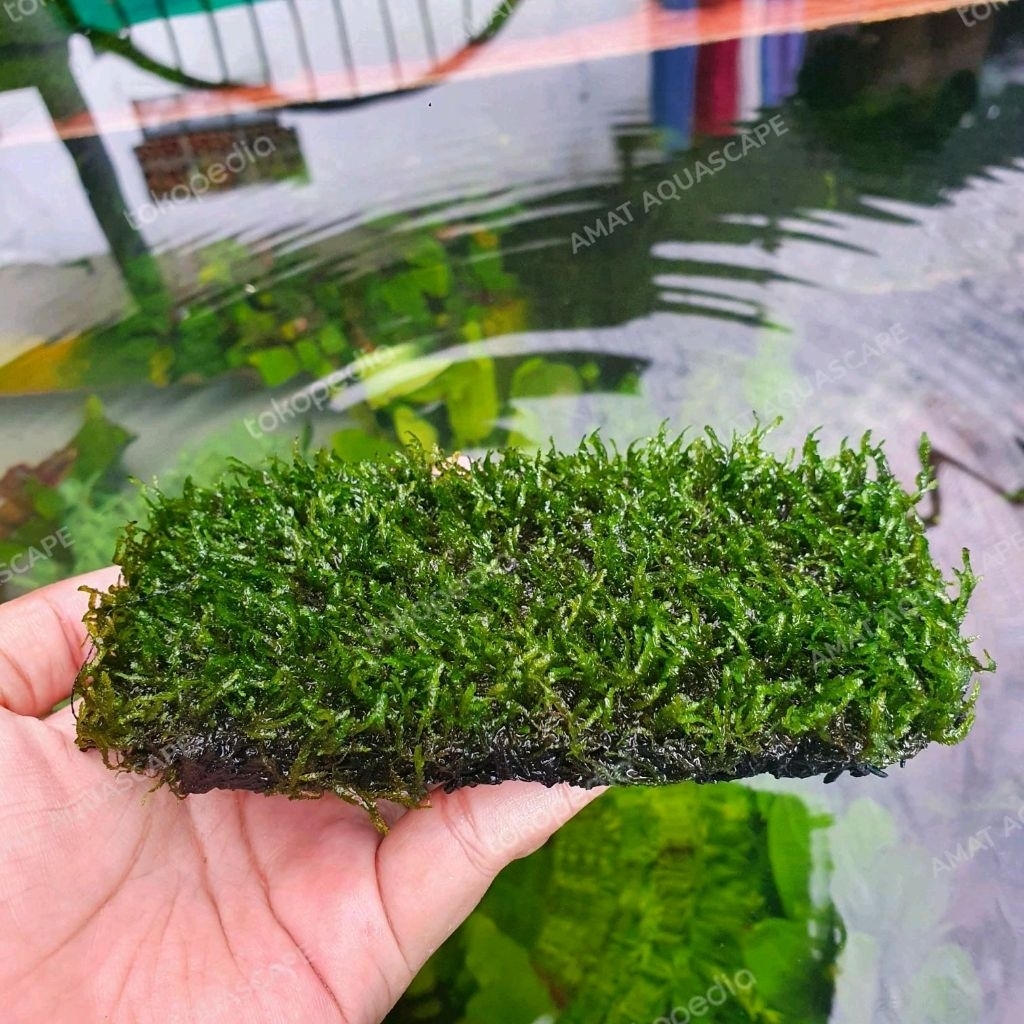 Moss Flame Lempeng Pakis Besar Aquascape | Tanaman Aquascape