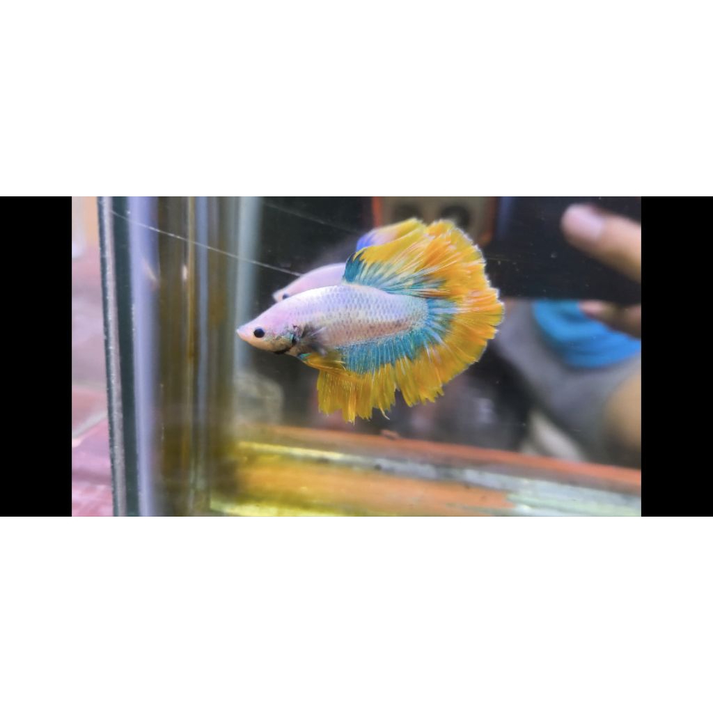 1 Betta HM yellow mascot+ 1 hmdt Aurora + packing 5k