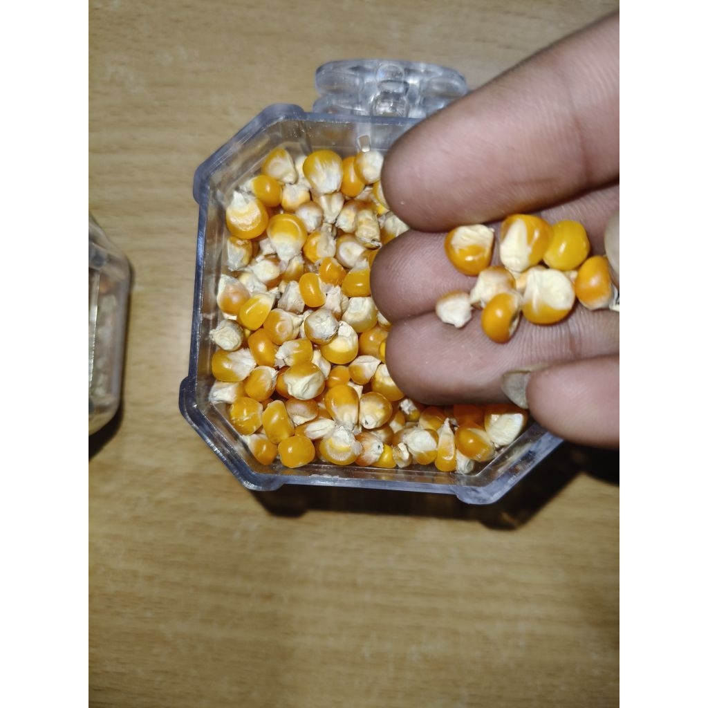 Jagung Super 25KG Pakan Ternak Grosiran