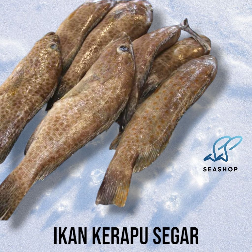 

Ikan Kerapu Segar 1kg - Ikan Laut