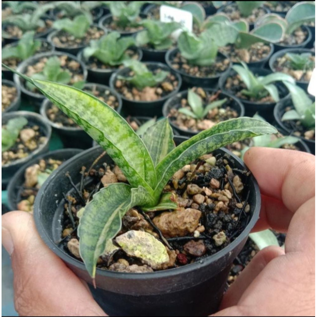 sansevieria cordova variegata / lidah mertua cordova