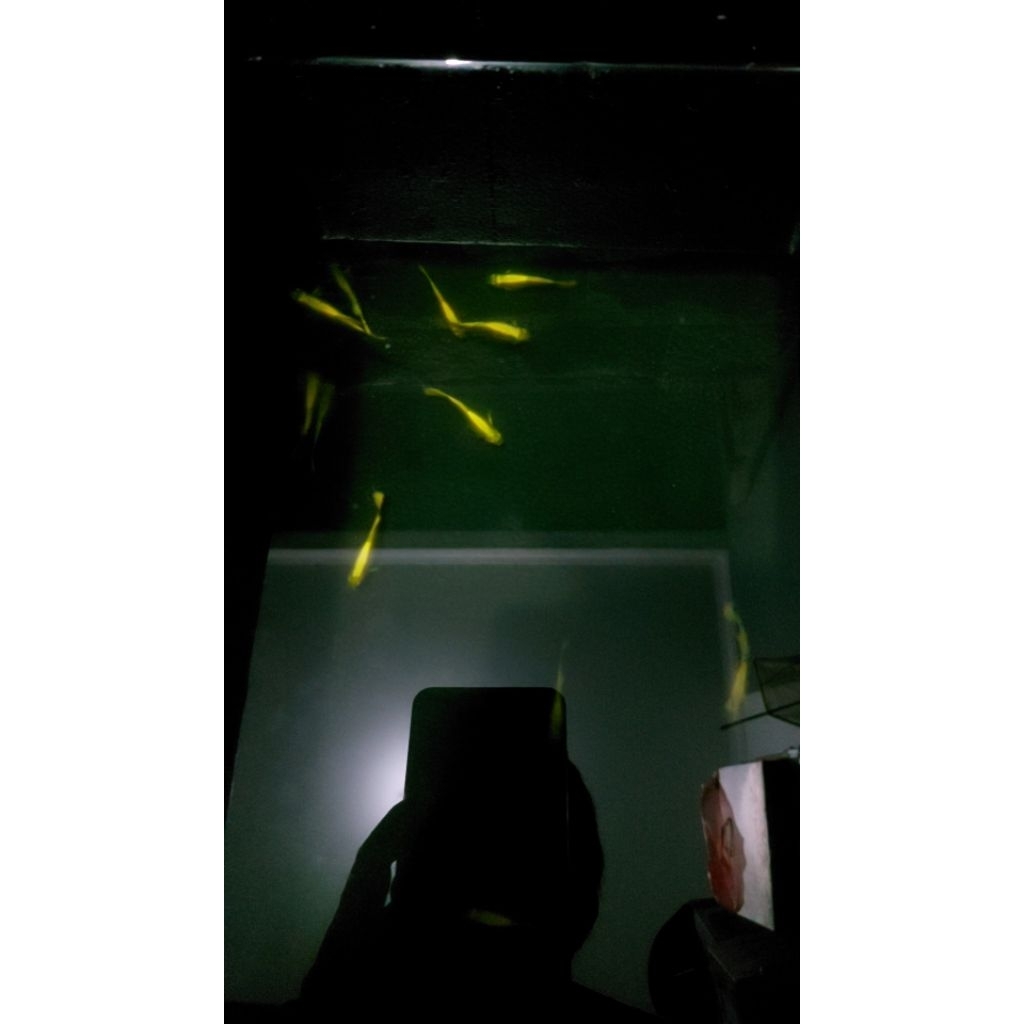 ikan guppy full gold 1 pasang