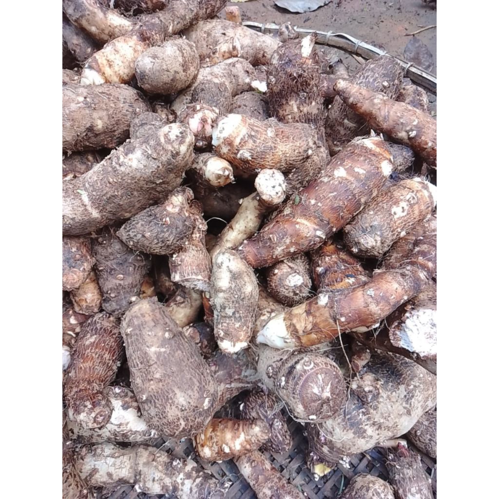 

umbi talas gajah pulen kemasan 1 kg