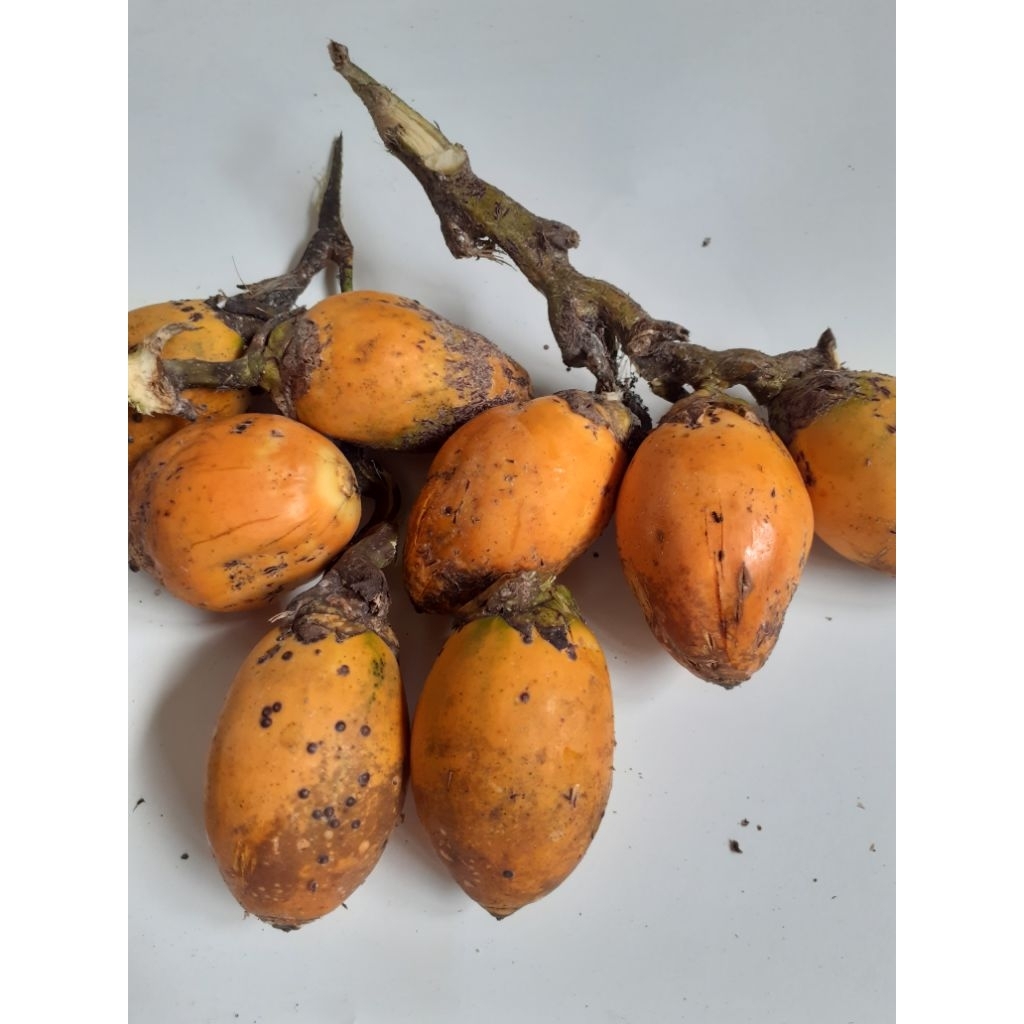 

Pinang Matang Kuning Asli | Jambe Matang Pohon - Segar & Kualitas Pilihan (1kg)