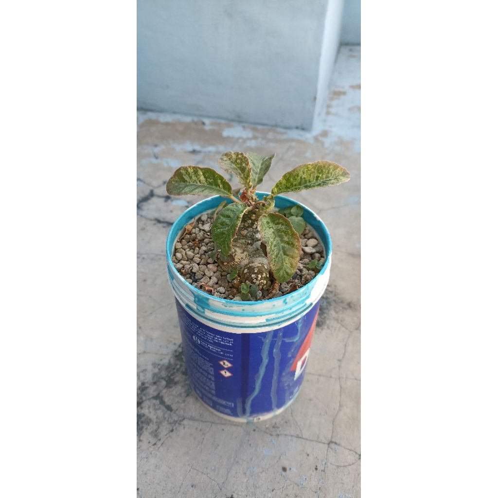 dorstenia foetida variegata