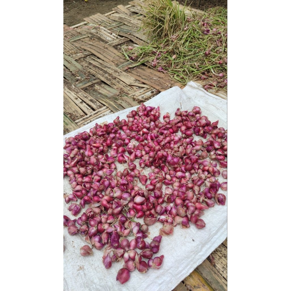 

|| ukuran 250gr || tanggung gede || tanggung sedeng || gerusan || bumbon ulek || bumbu dapur || ready