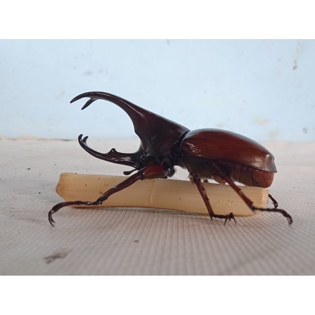 kumbang tanduk X Gideon buat kolesi 2 ekor