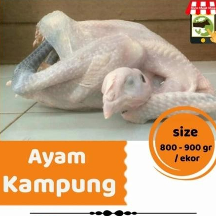 

ayam kampung utuh 1 ekor - 800gr whole