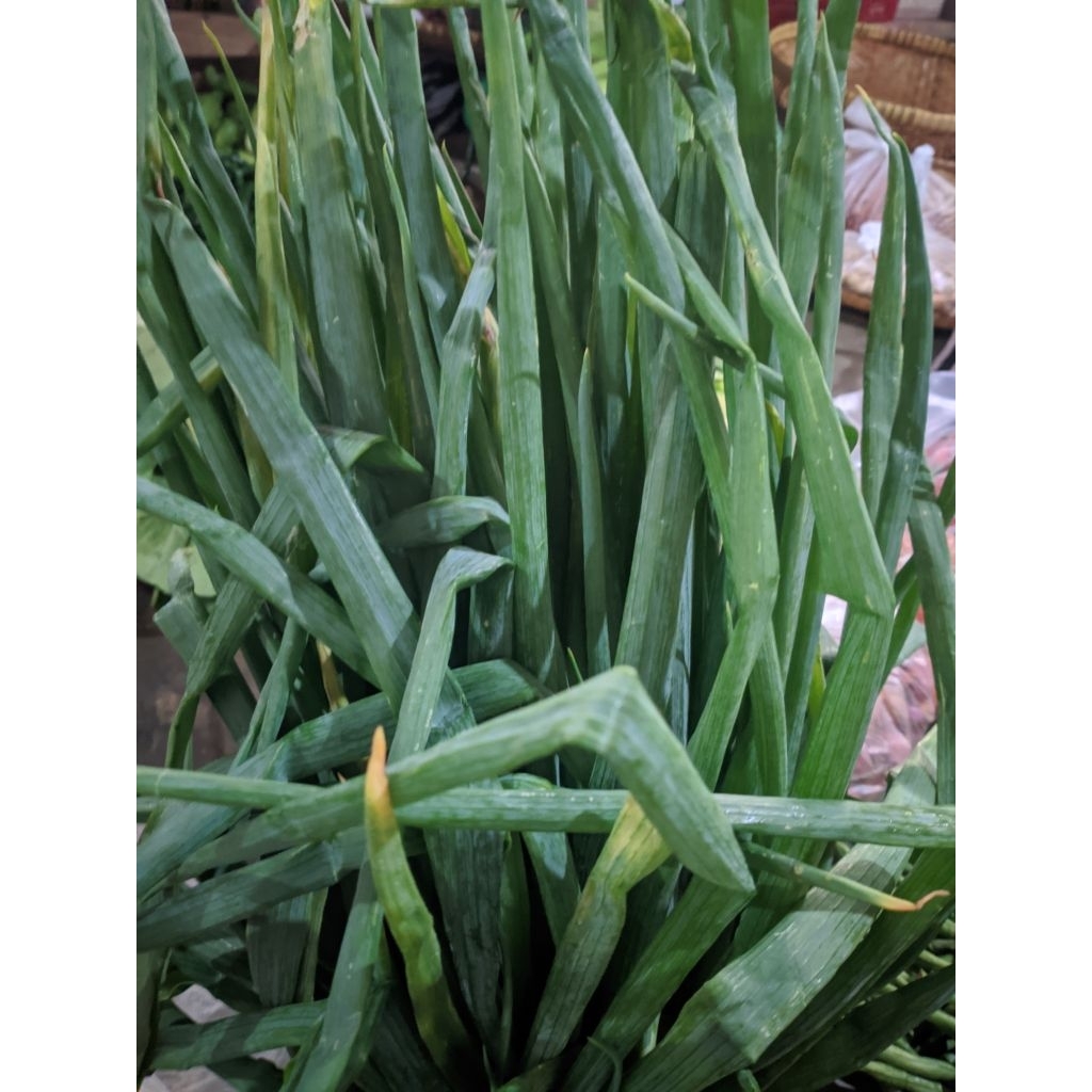 

daun bawang segar per batang