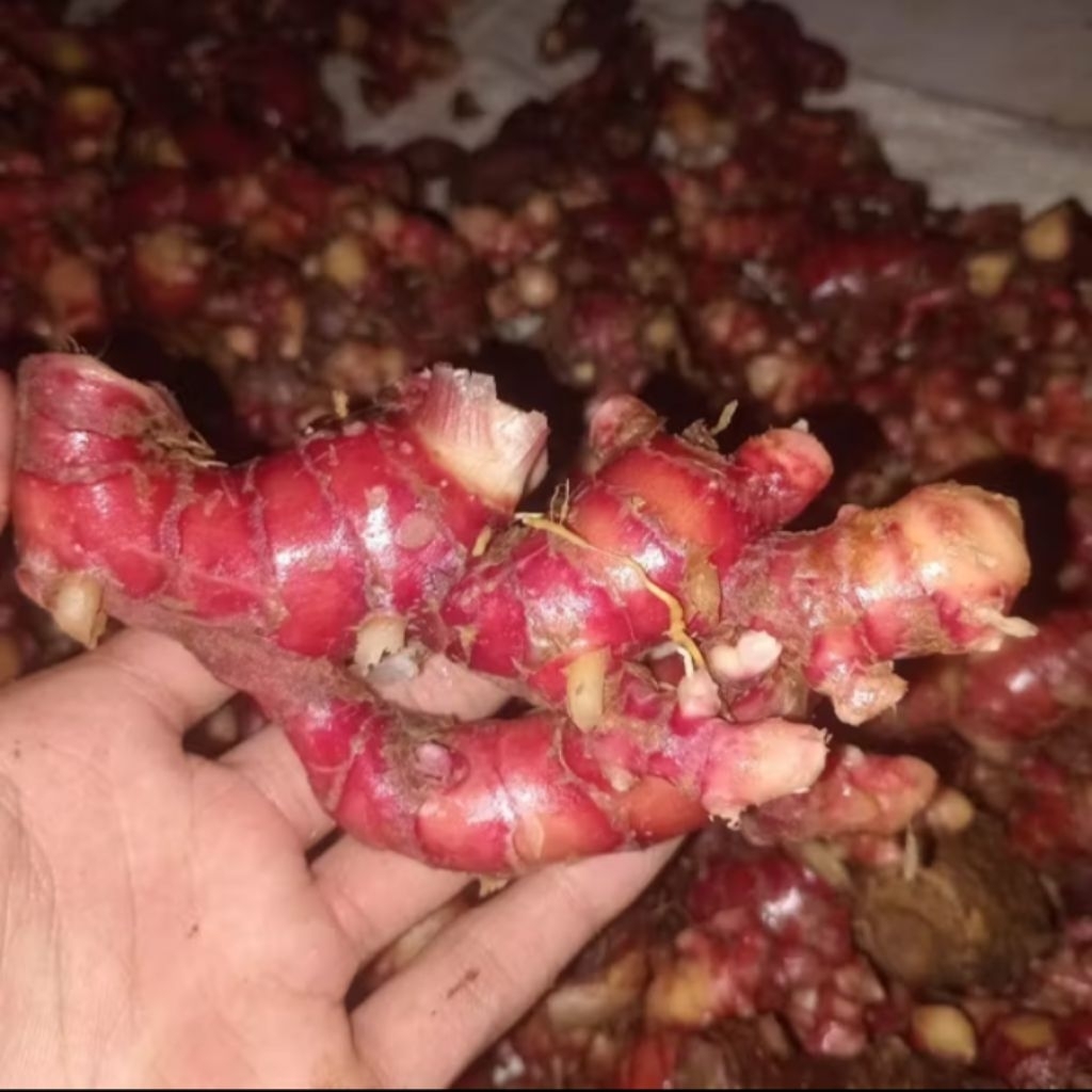 

Jahe merah segar bersih 500gram