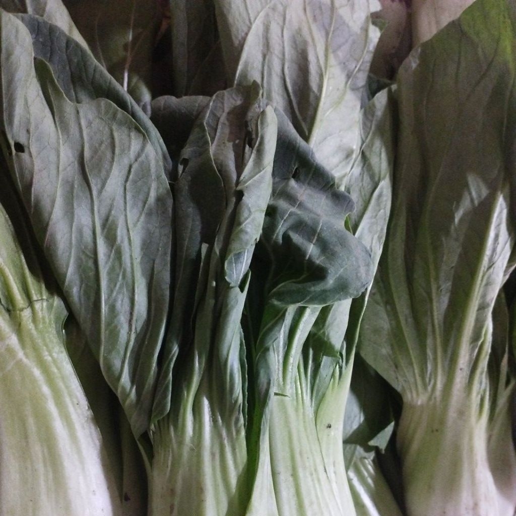 

Sawi Daging / Pakcoy per 500 gram