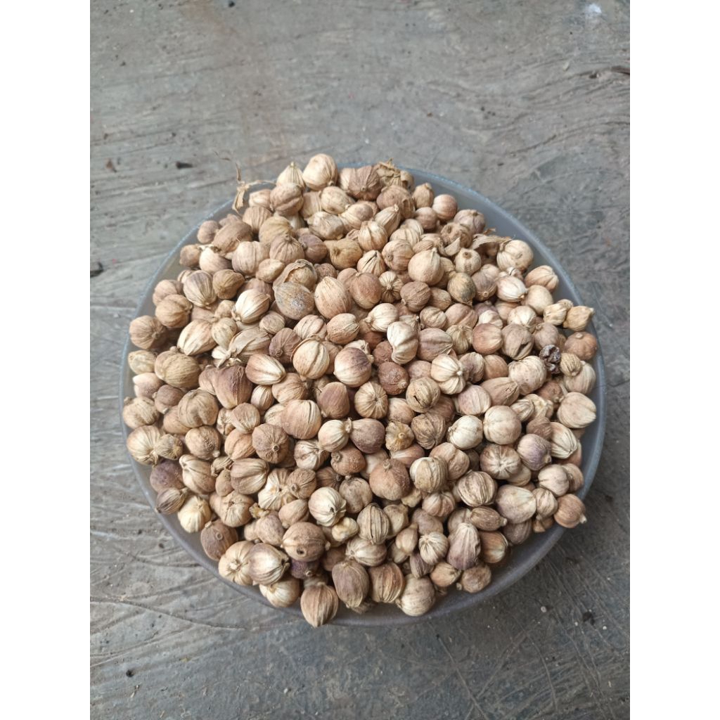 

KAPULAGA KERING KONDISI SEPERTI DI FOTO