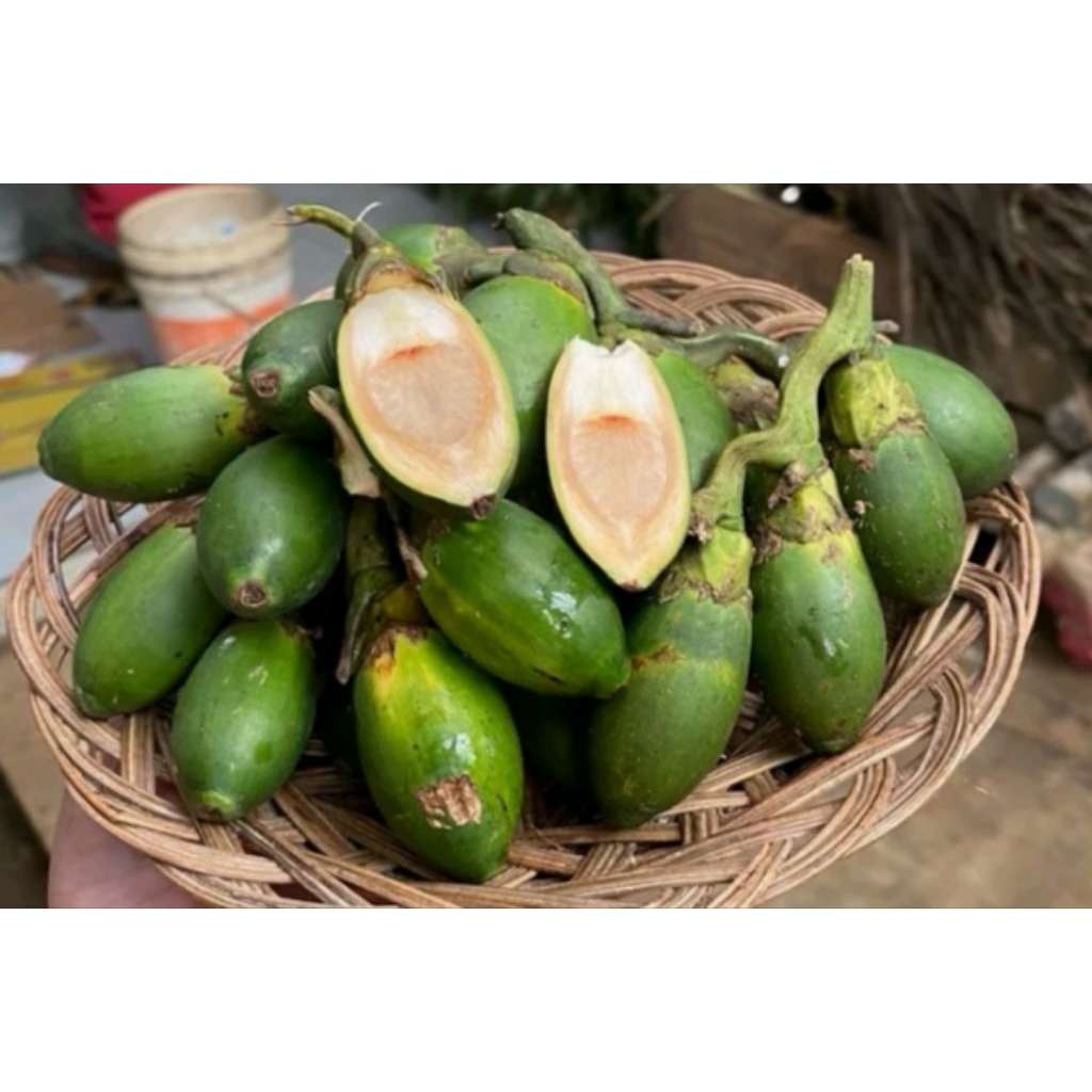 

Buah Pinang muda/buah jambe Per 5 kg