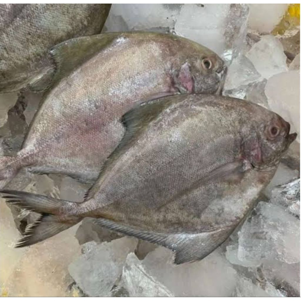 

ikan bawal hitam 1kg an bppn
