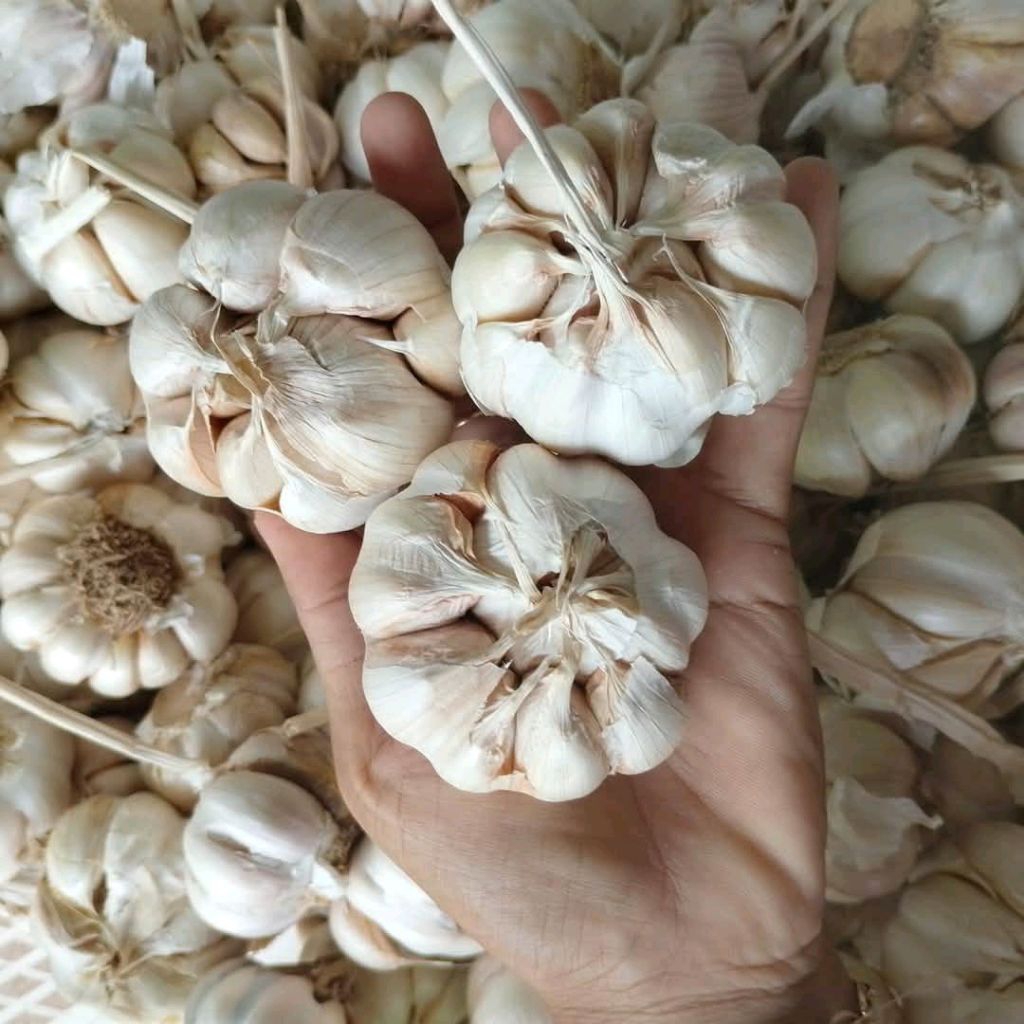 

bawang putih 1kg
