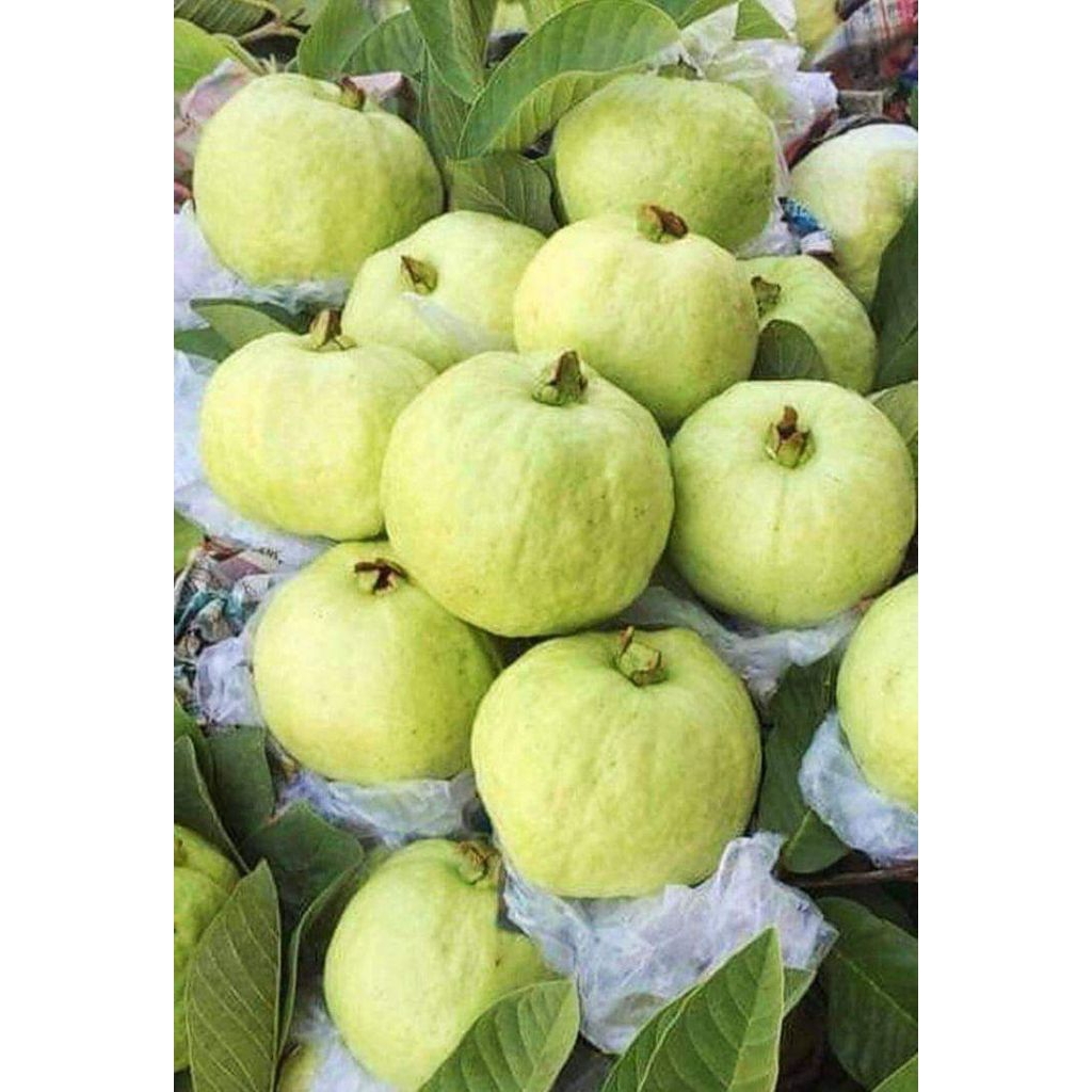 

jambu Cristal/guava white (500g)