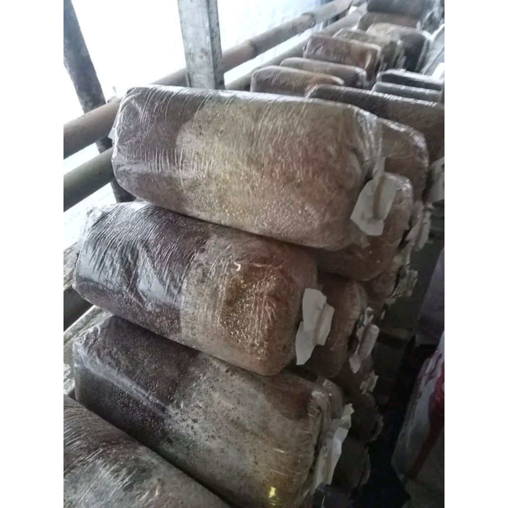 

baglog jamur tiram (PO)