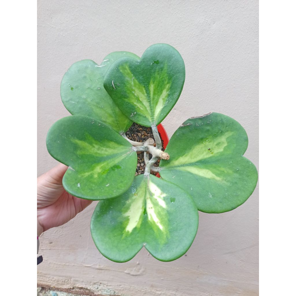 Hoya kerii variegata dalam inner Hoya love.