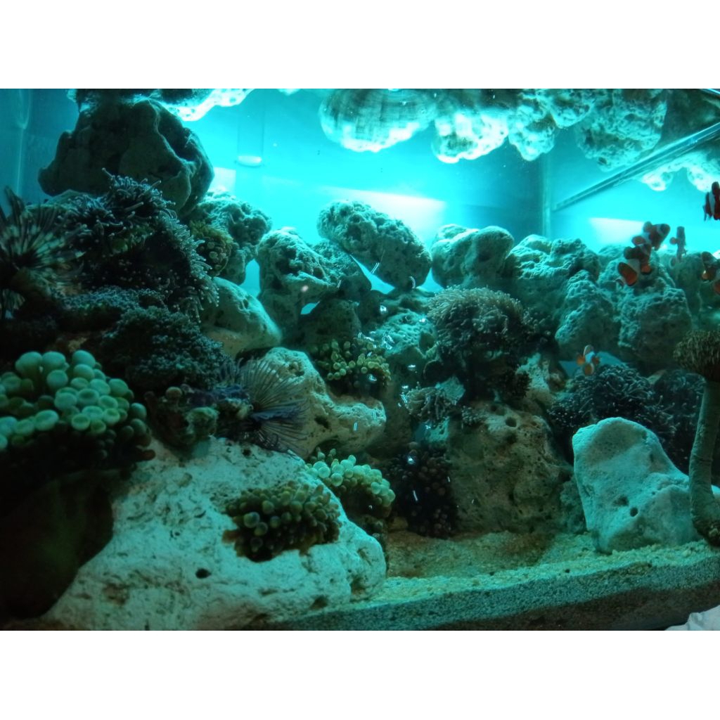 batu coral hiasan aquarium