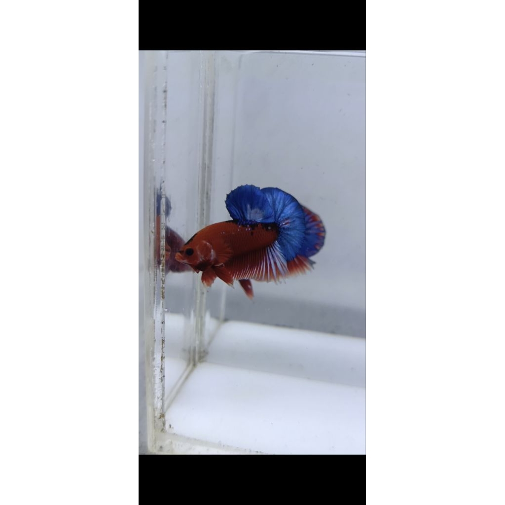 plakat hellboy blue tail
