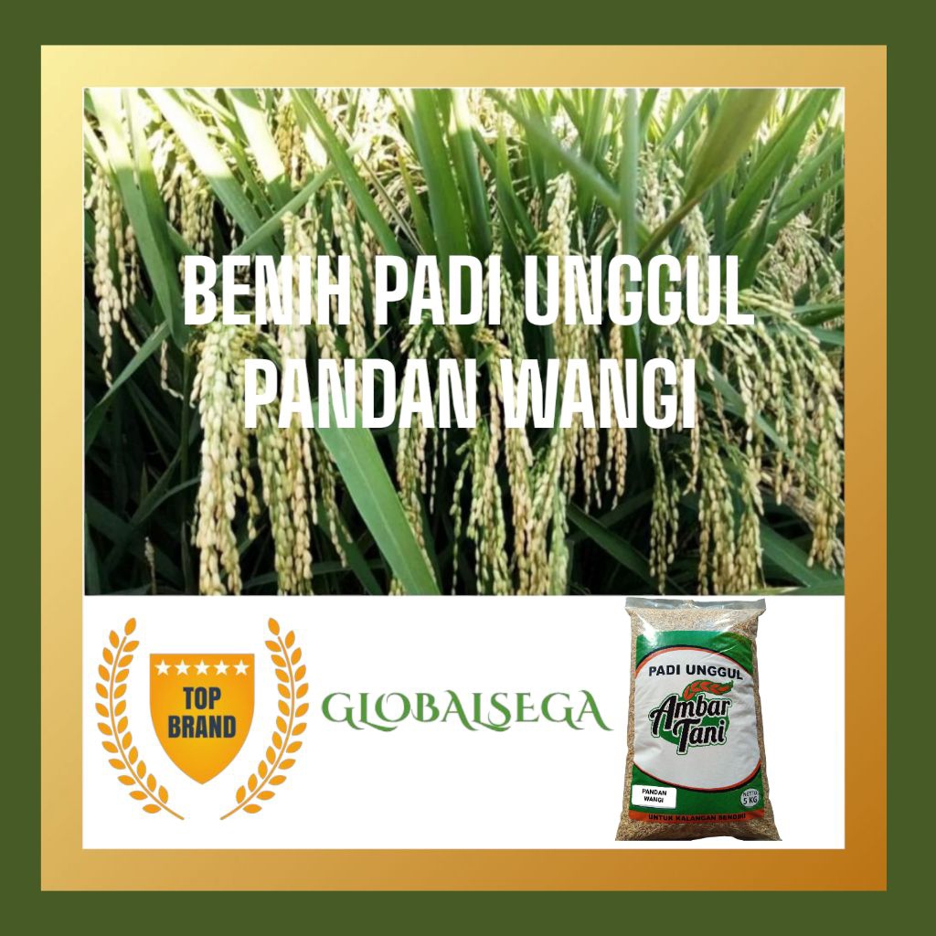 BENIH PADI BIBIT PADI UNGGUL PANDAN WANGI KEMASAN 5KG