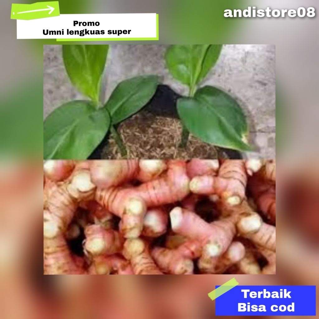 

umbi laja atau lengkuas 1 kg