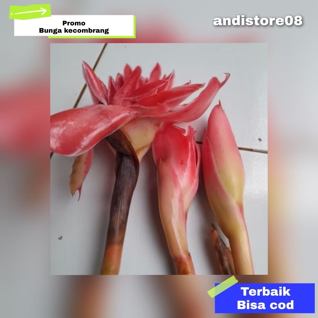 

bunga kecobrang 7 pcs