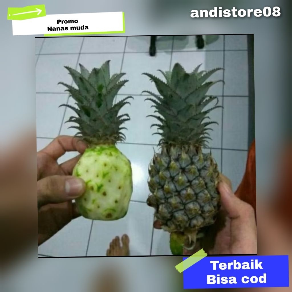 

buah nanas muda super murah 1 pcs