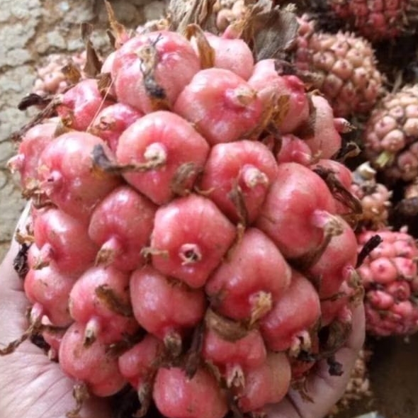 

Promo 1kg asam cekala / asam cikala / asam patikala / buah kecombrang / cekala segar karo bumbu enak *