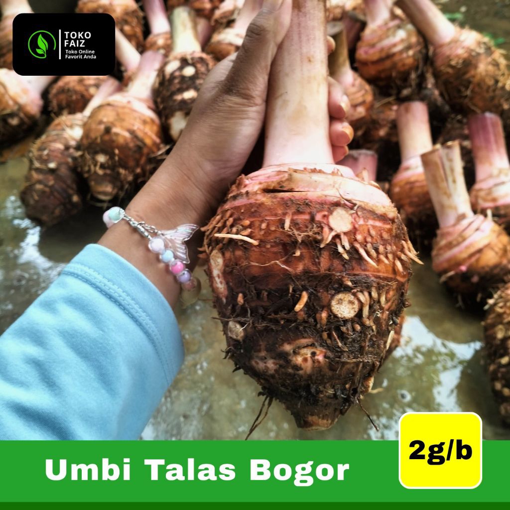 

Talas Bogor Asli 2-3kg per butir