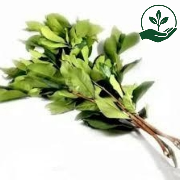 

Daun Salam Fresh Satu Ikat
