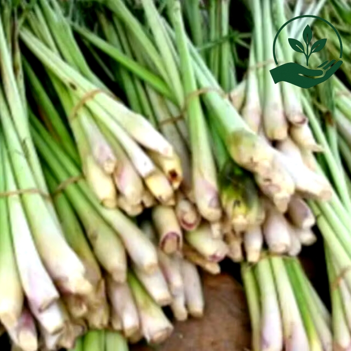 

Sereh atau Serai Fresh 200 gram