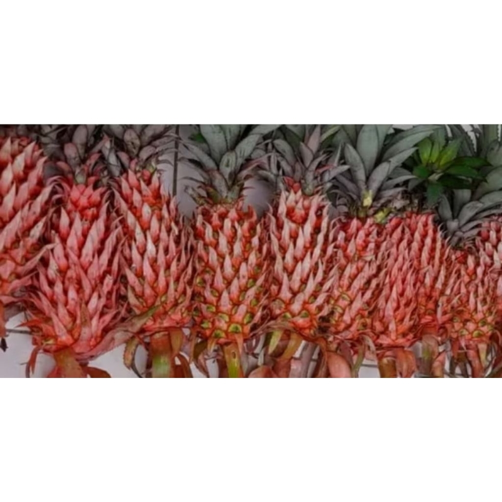 

BUAH NANAS MERAH NANAS MADU ASLI SI MANIS PROMO