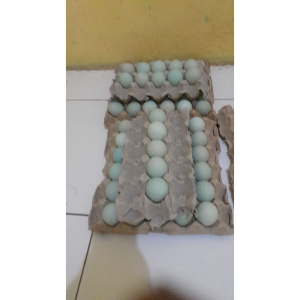 

telur bebek fresh langsung dari kandang