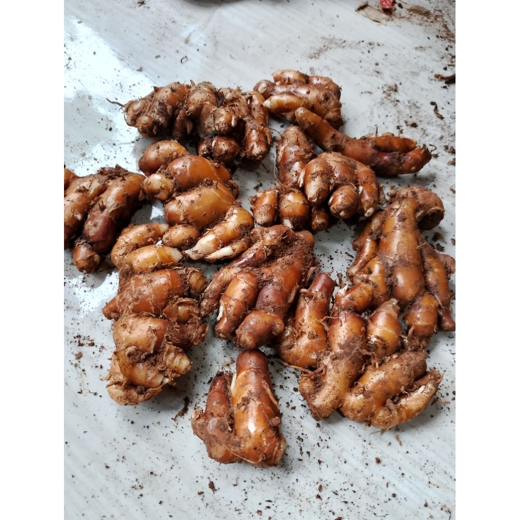 

kencur segar 1kg buat seblak dll