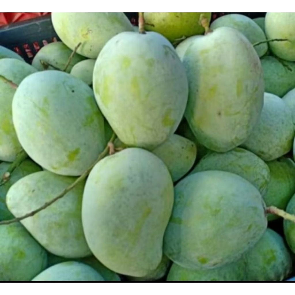 

Buah mangga Indramayu 1kg..