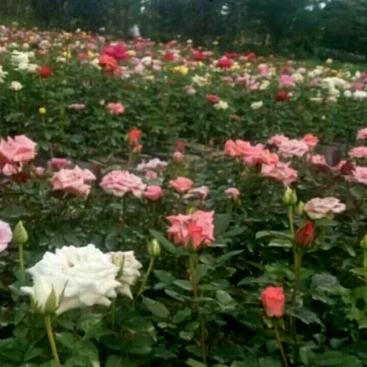 Tanaman Hias Bunga mawar/bibit Tanaman Hias Bunga mawar