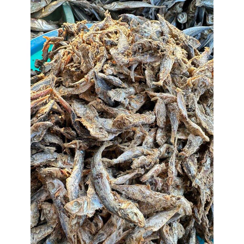 

500gr KLOTOK TAWAR GIMBAL mantapp rembang