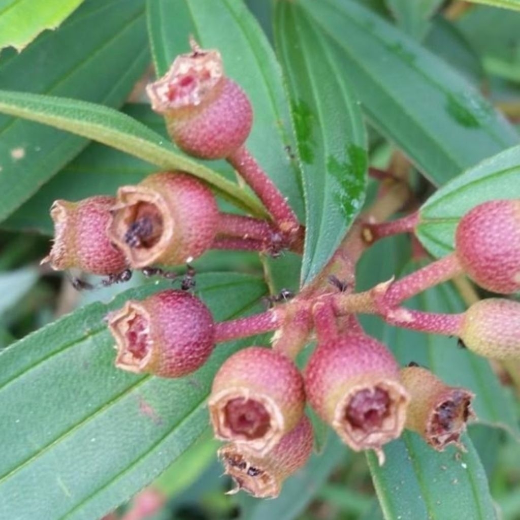 

200gram buah senggani atau hrendong bulu