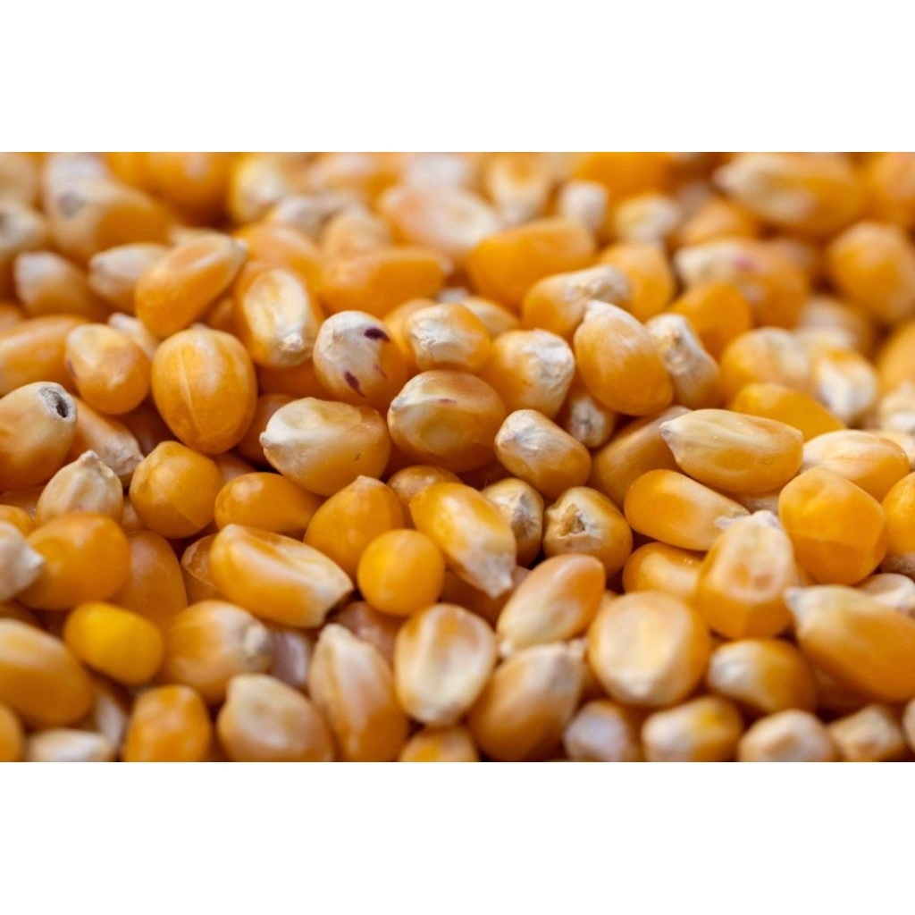 

jagung jarak Madura.