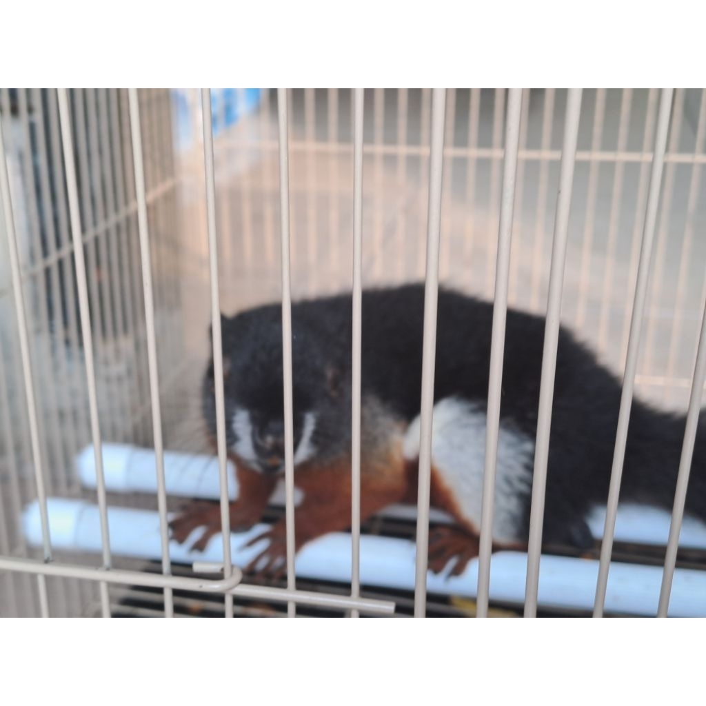 tupai tiga warna atau bajing tiga warna, cod tangerang