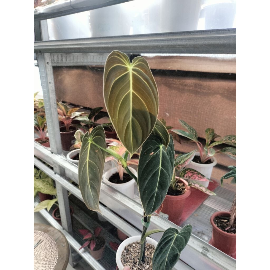 Philodendron melanochrysum