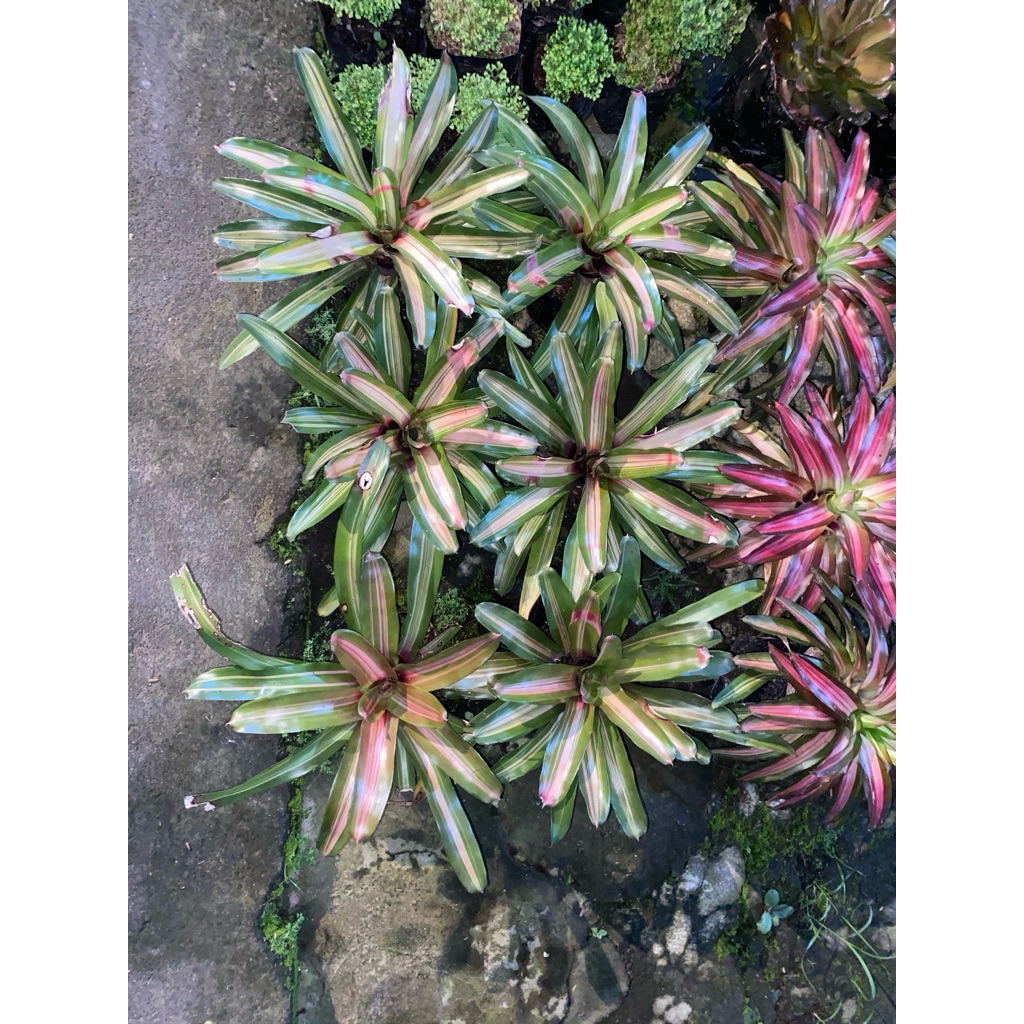 Bromelia Tricolor Hijau