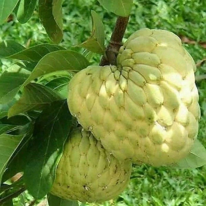 

Srikaya Jumbo Berbuah Tinggi 200cm